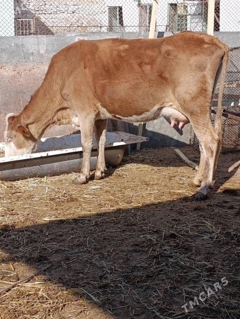 simental göleli sygyr - Gökdepe - img 3