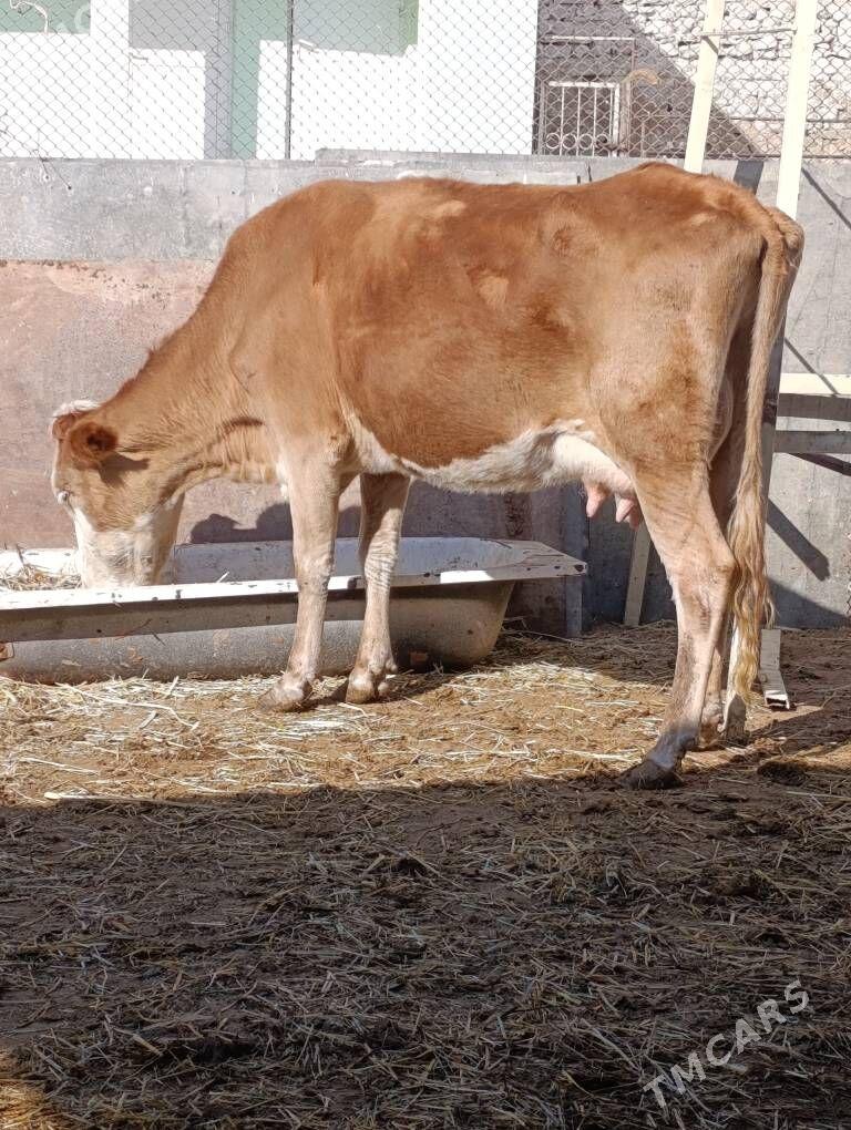 simental göleli sygyr - Gökdepe - img 4