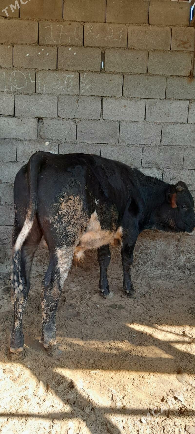 0kiz - Bagyr - img 2