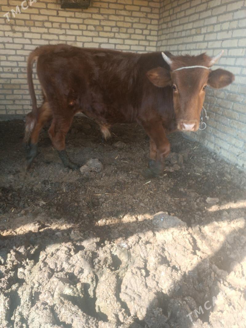 окуз - Чарджоу - img 4