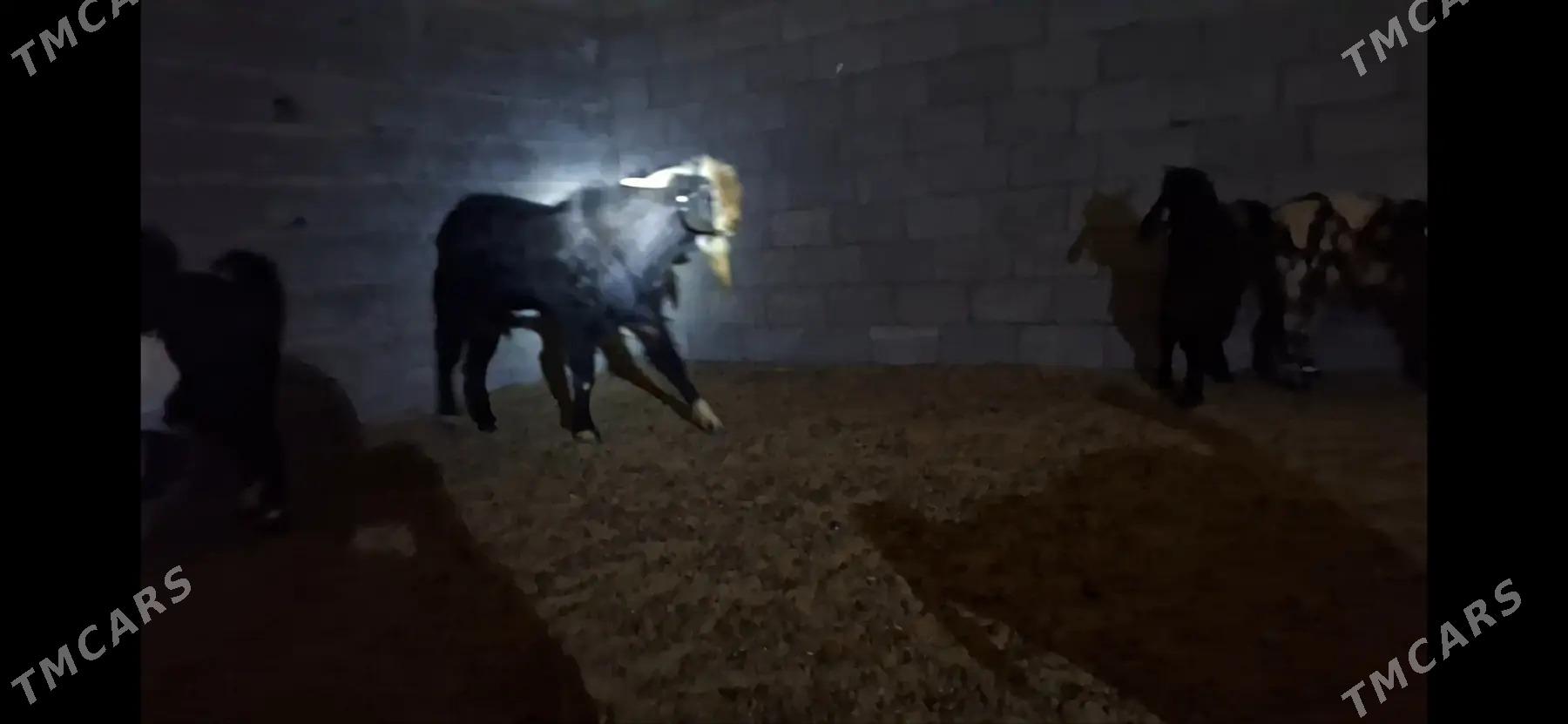 Пакистан теке - Керки - img 1