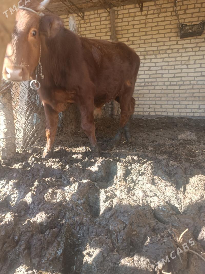 окуз - Чарджоу - img 6