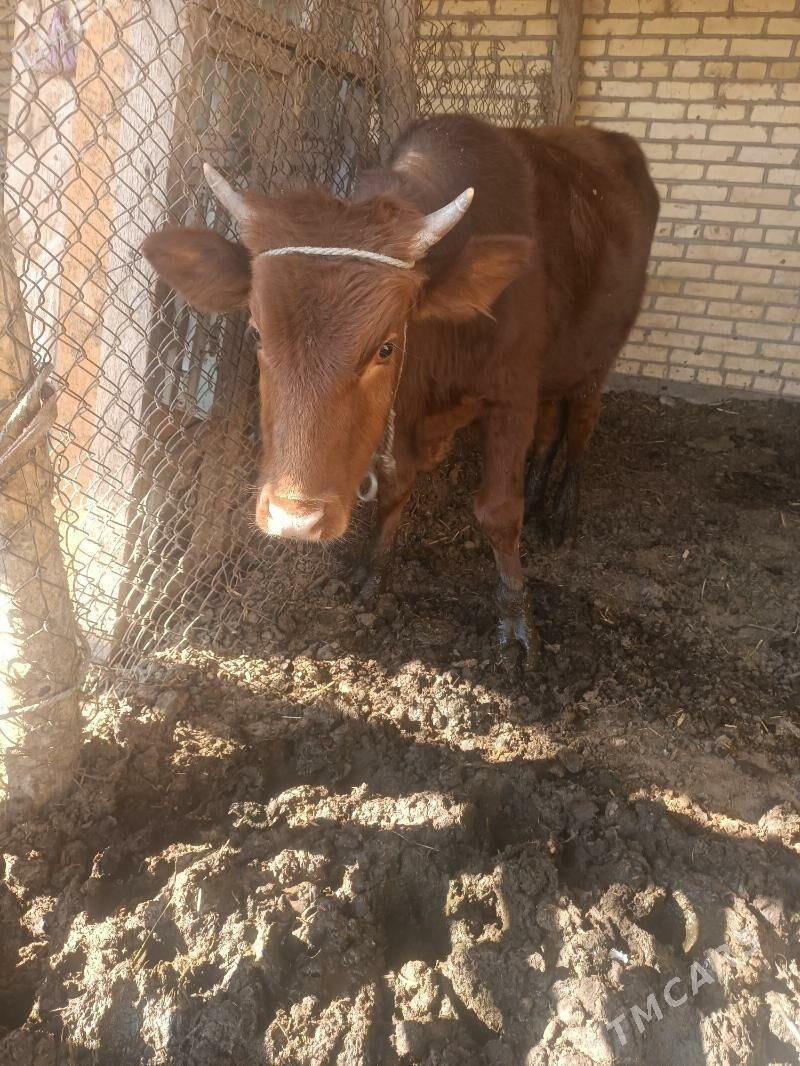 окуз - Чарджоу - img 2