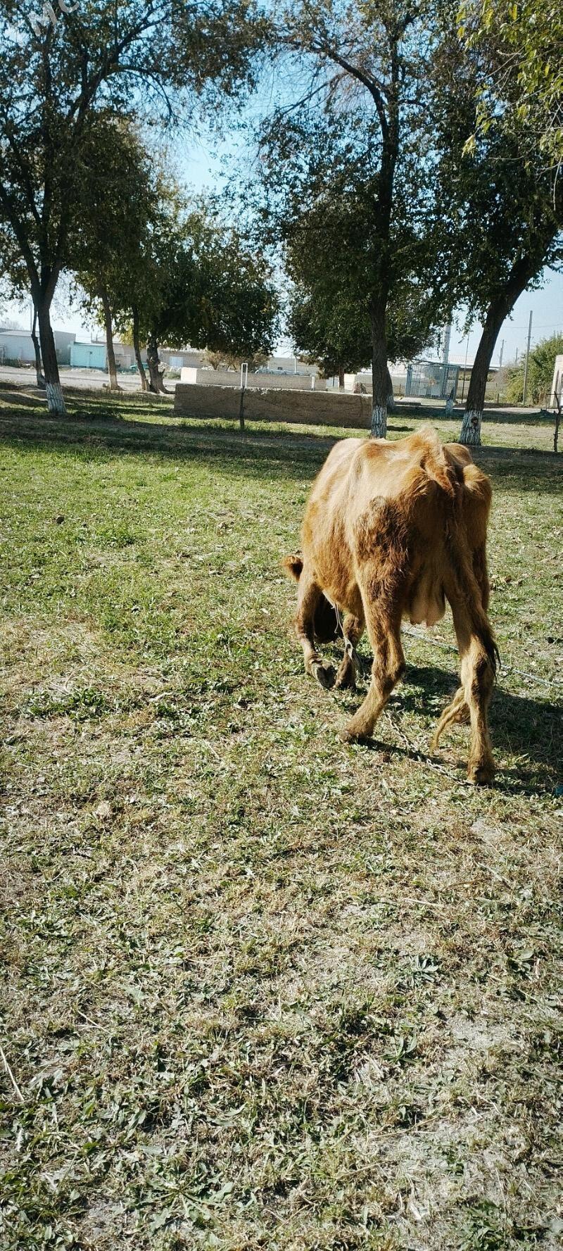 Sygyr satlyk - Mary - img 1