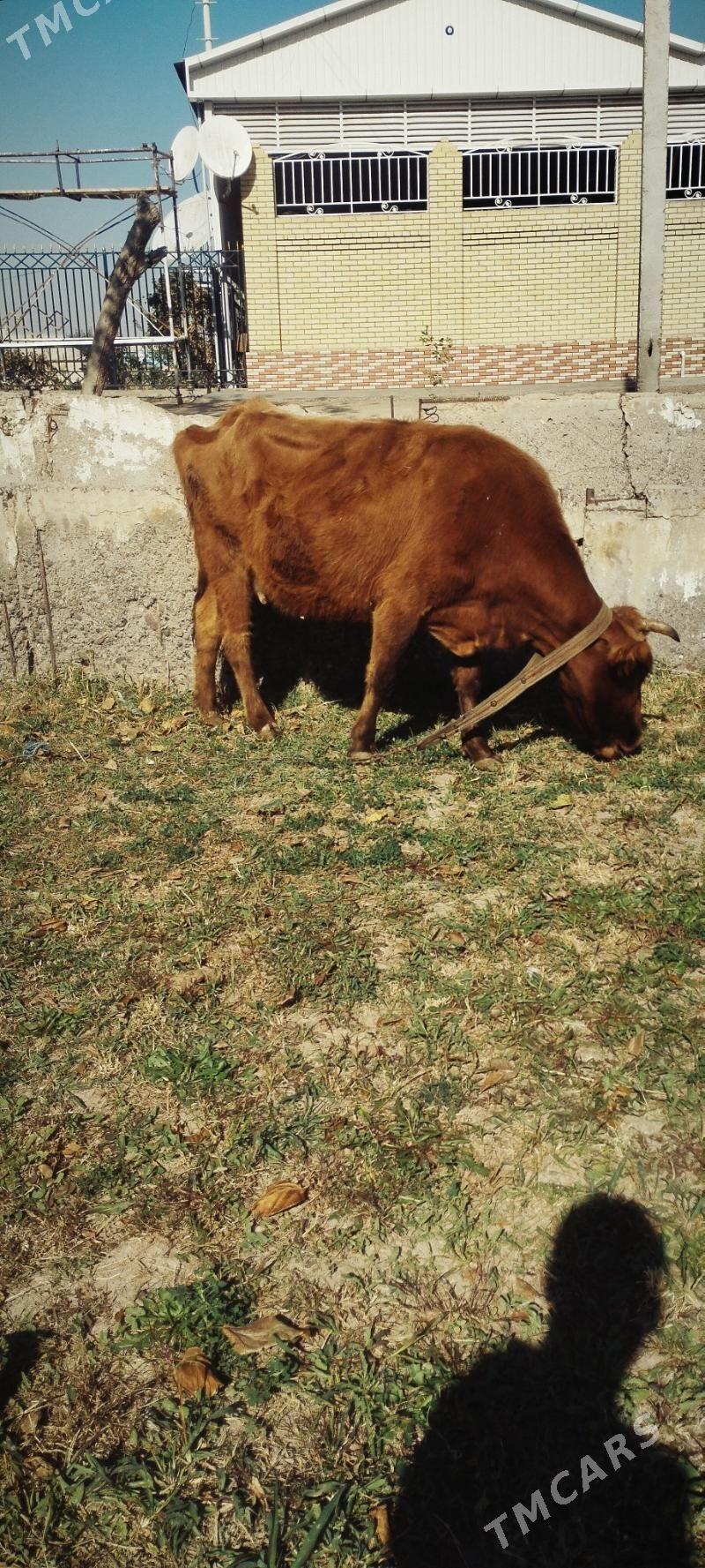 Sygyr satlyk - Mary - img 2