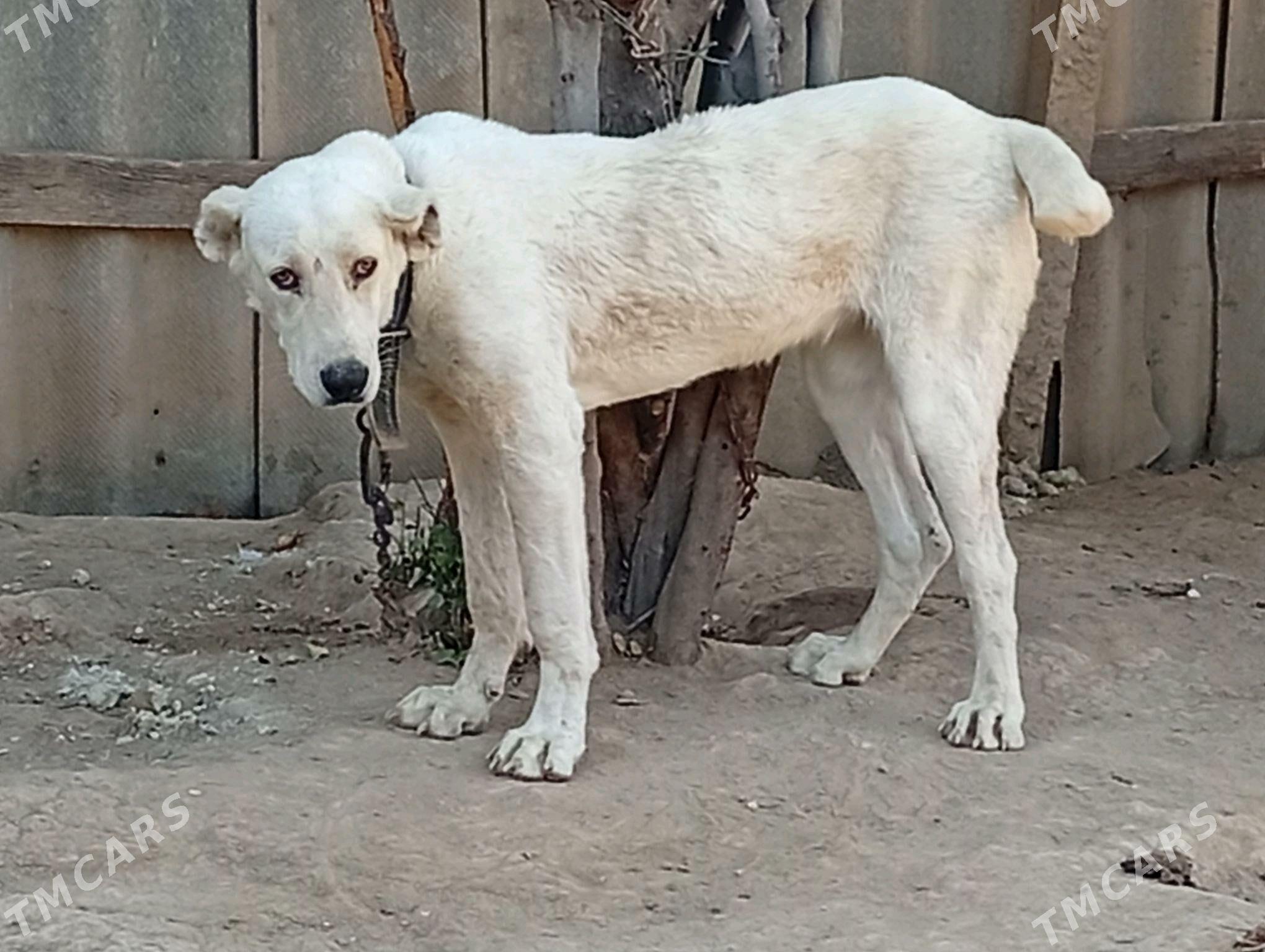 Alabay it Gujik - Ak bugdaý etraby - img 2