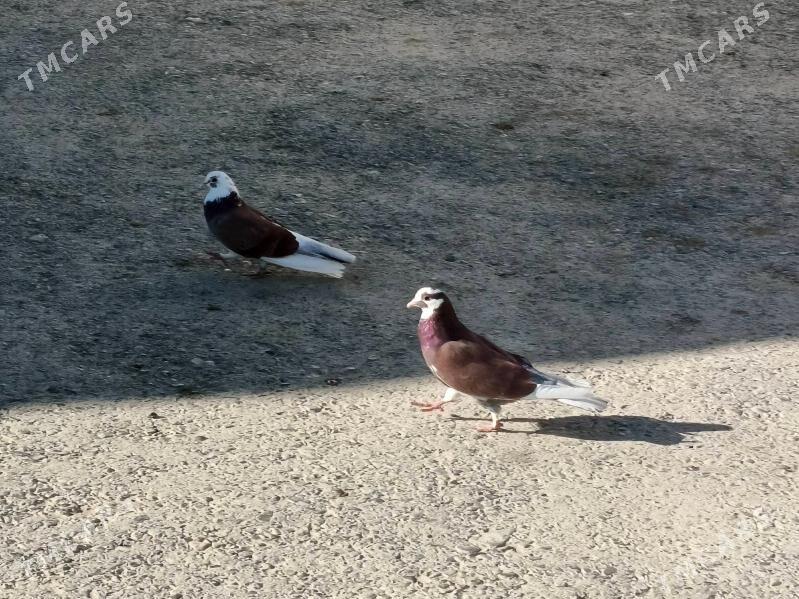 Kepderi - Гызыларбат - img 3