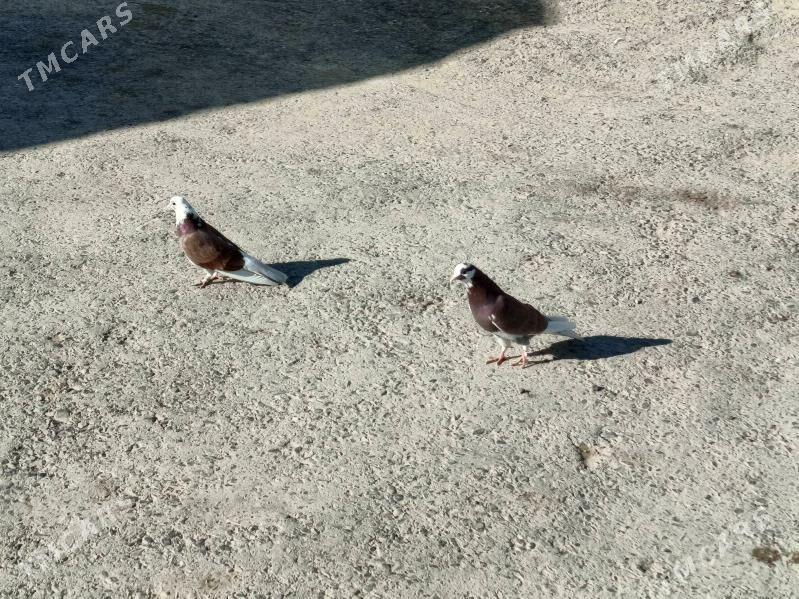 Kepderi - Гызыларбат - img 5