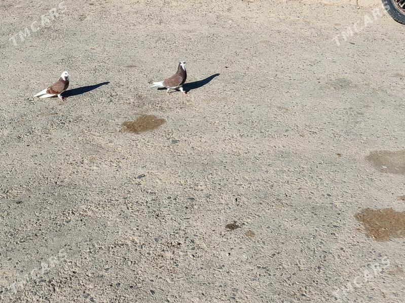 Kepderi - Гызыларбат - img 7