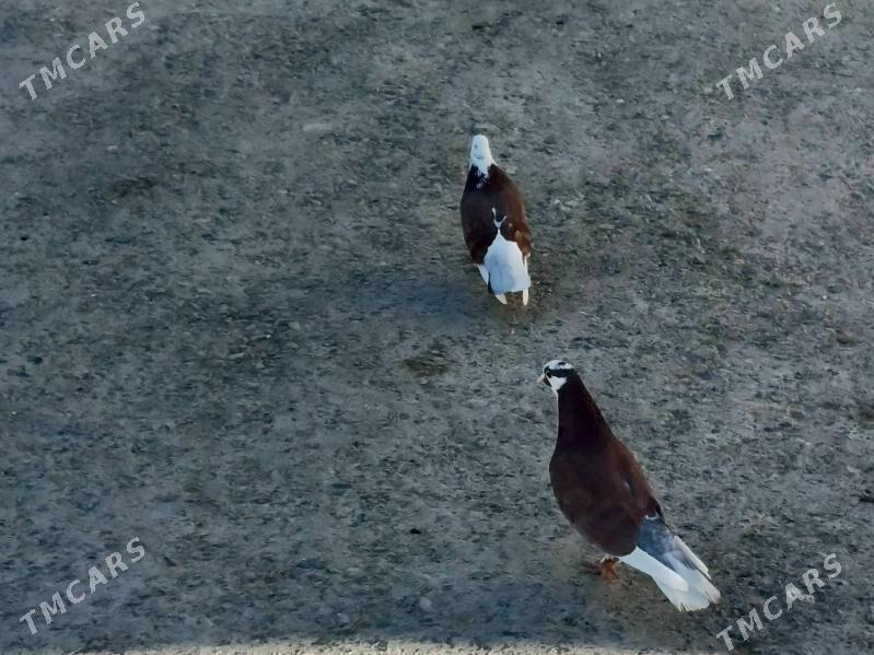 Kepderi - Гызыларбат - img 2