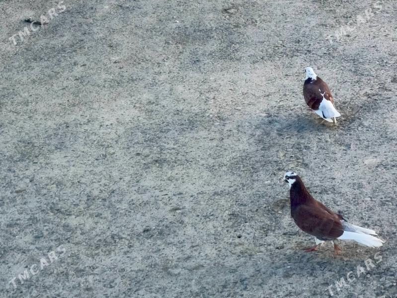 Kepderi - Гызыларбат - img 1