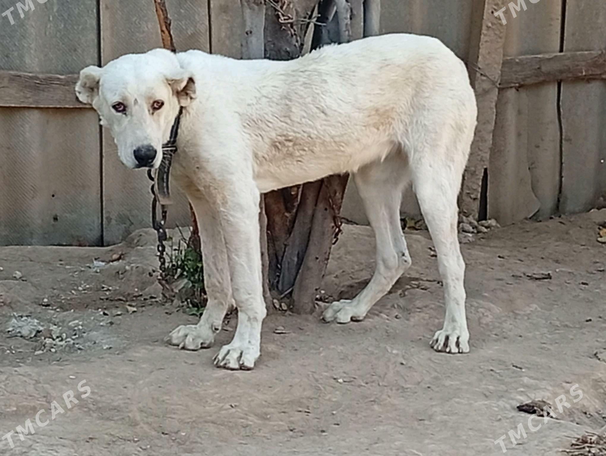 Alabay it Gujik - Ak bugdaý etraby - img 3