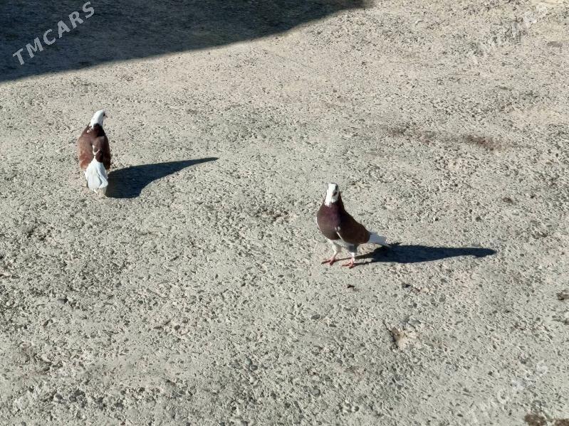 Kepderi - Гызыларбат - img 6