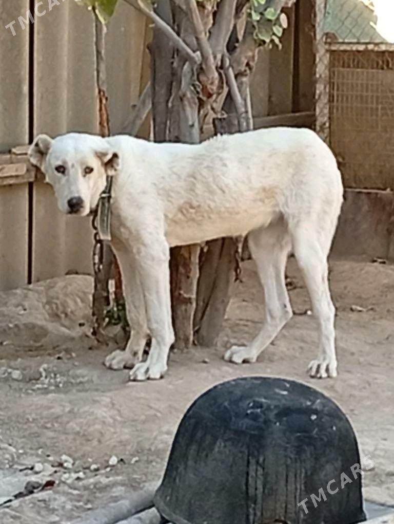 Alabay it Gujik - Ak bugdaý etraby - img 1