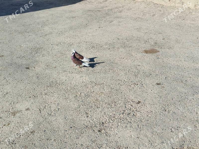 Kepderi - Гызыларбат - img 8