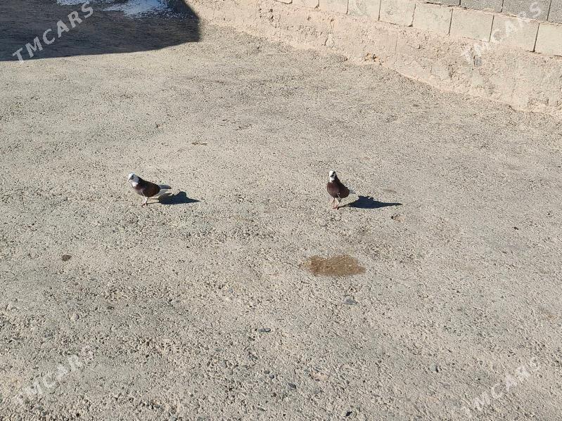 Kepderi - Гызыларбат - img 4