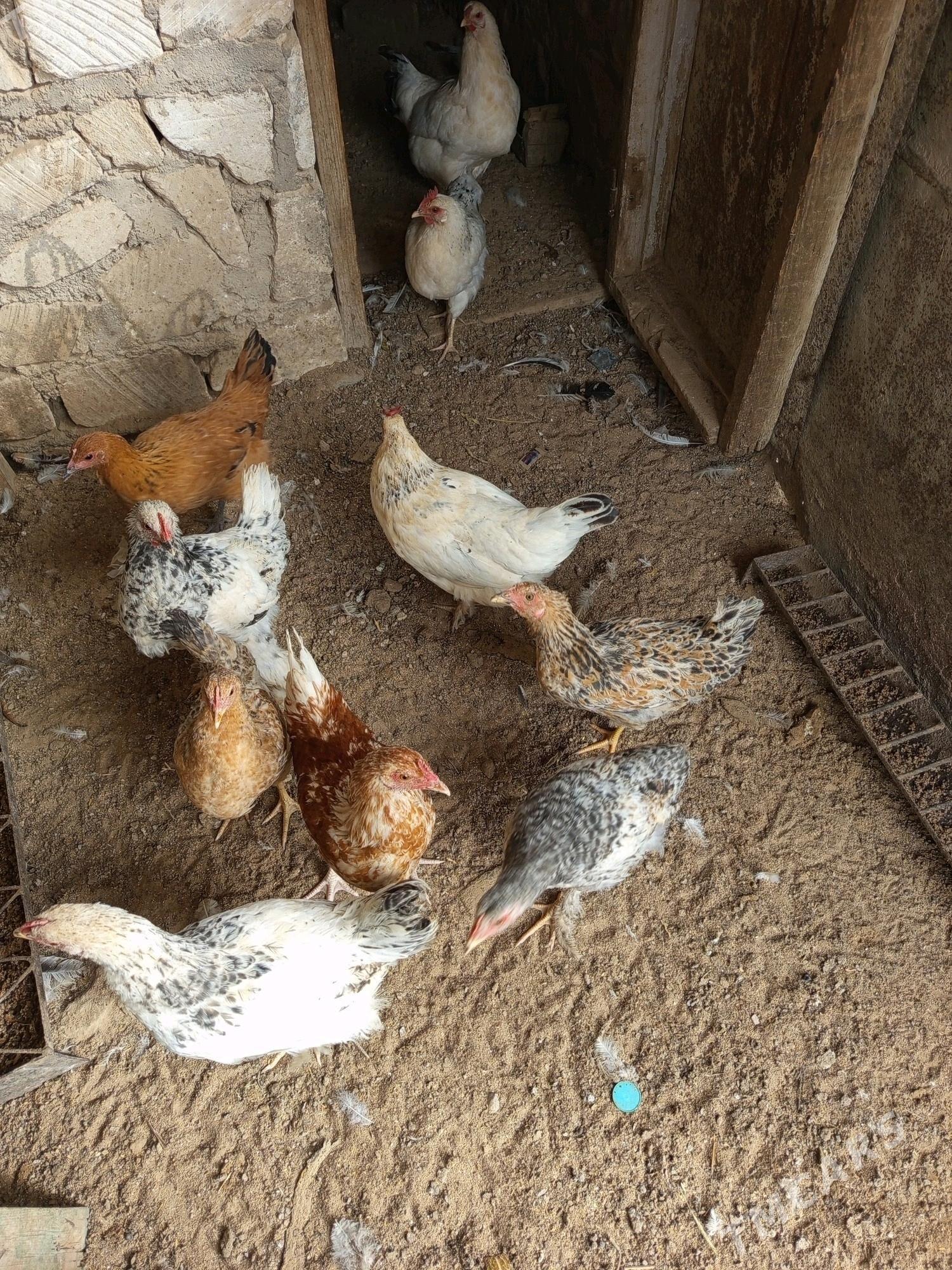 tawyk - Türkmenbaşy - img 1