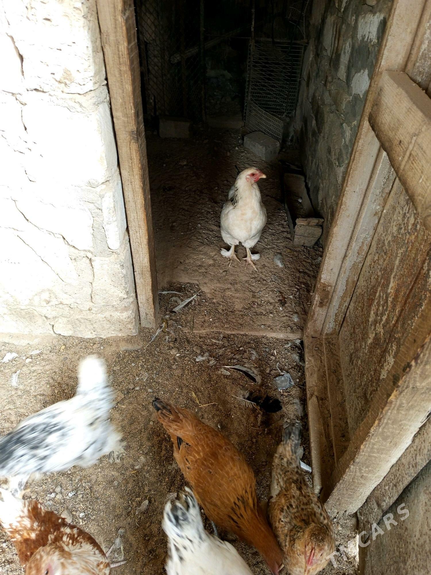 tawyk - Türkmenbaşy - img 2