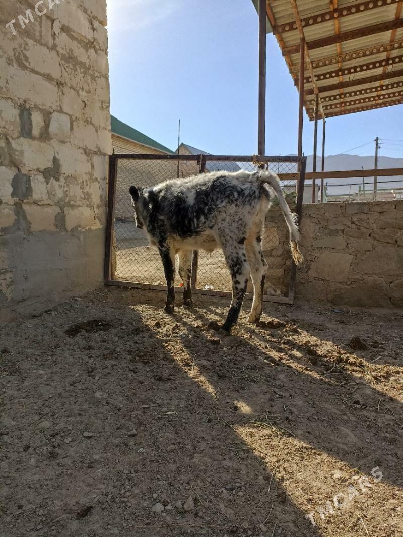 ökiz - Берекет - img 5