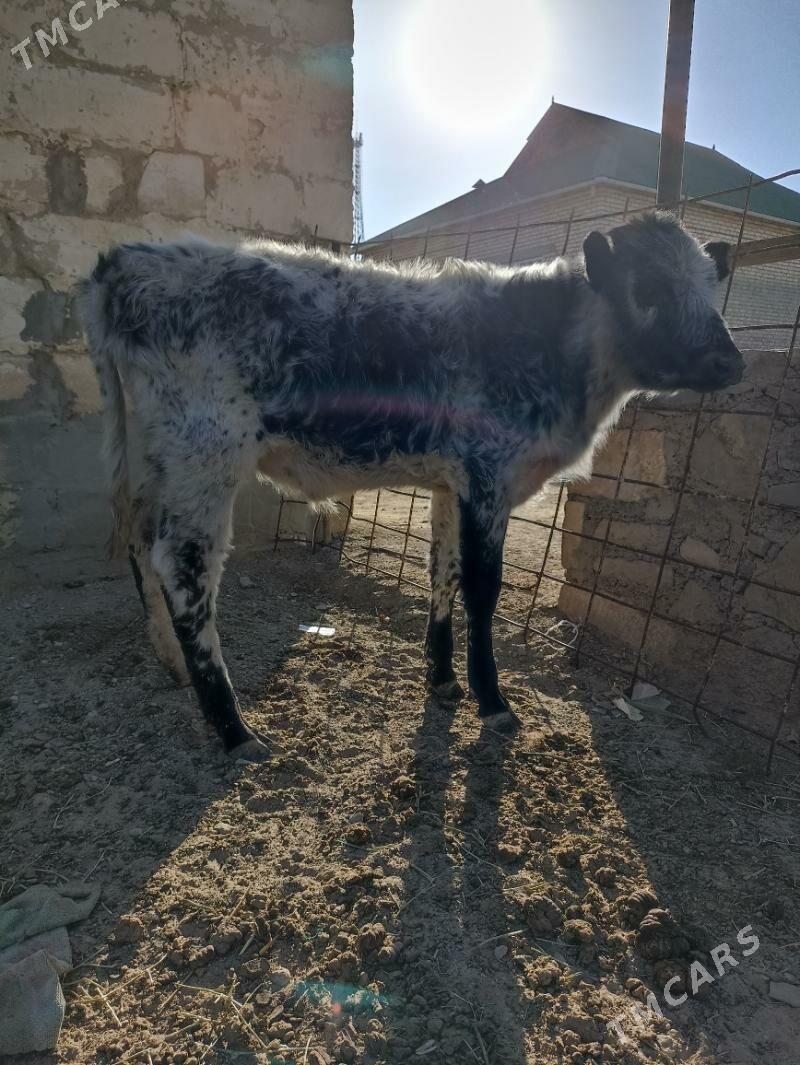 ökiz - Берекет - img 1