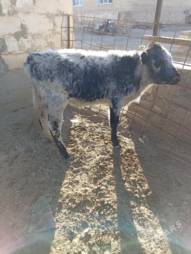 ökiz - Берекет - img 2