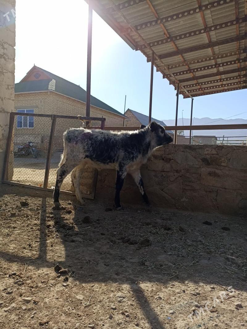 ökiz - Берекет - img 4