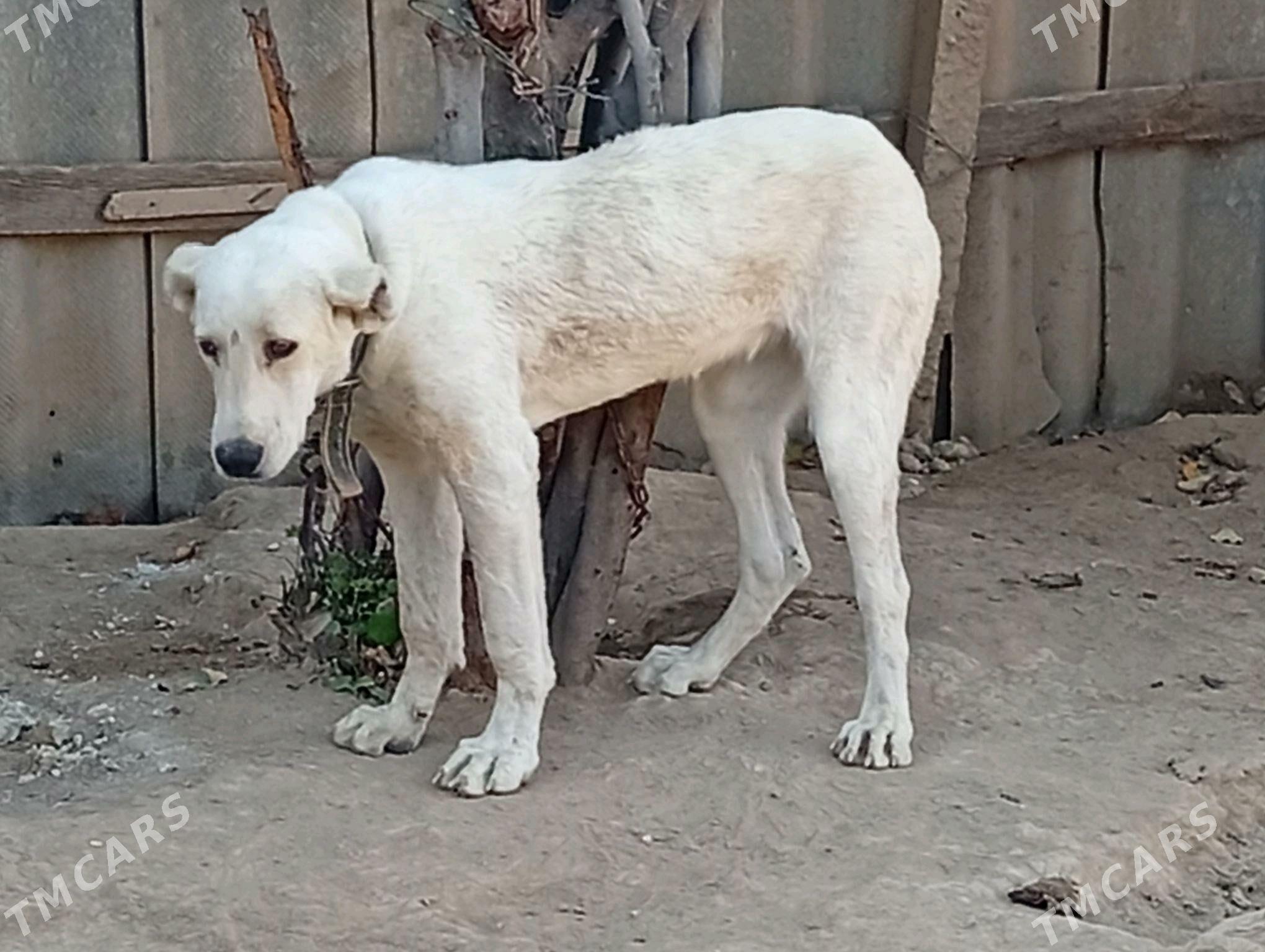 Alabay it Gujik - Ak bugdaý etraby - img 4