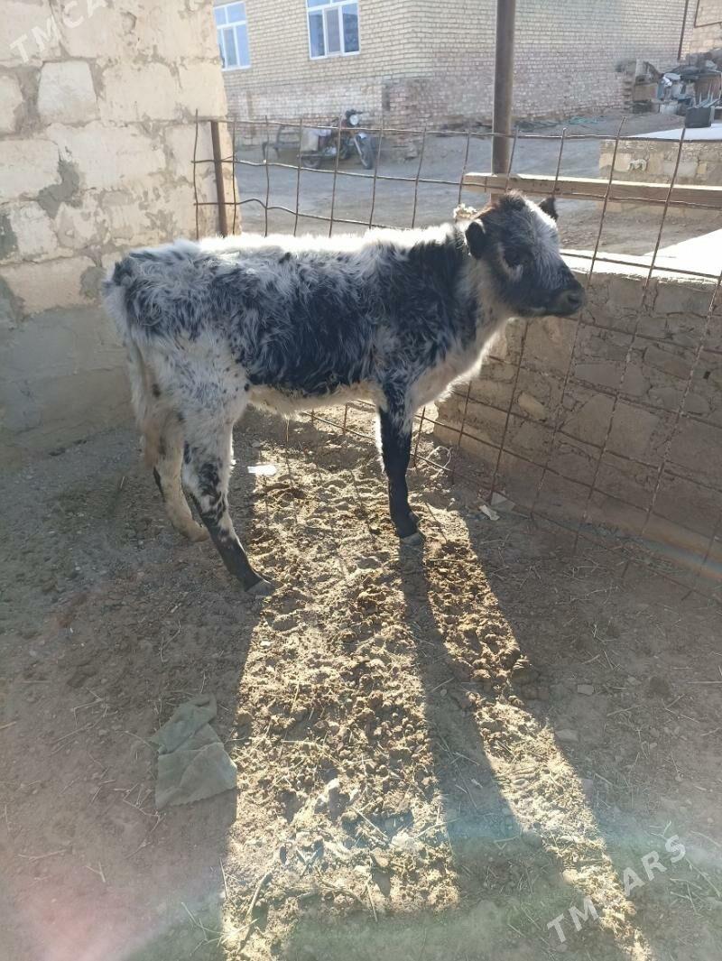 ökiz - Берекет - img 3