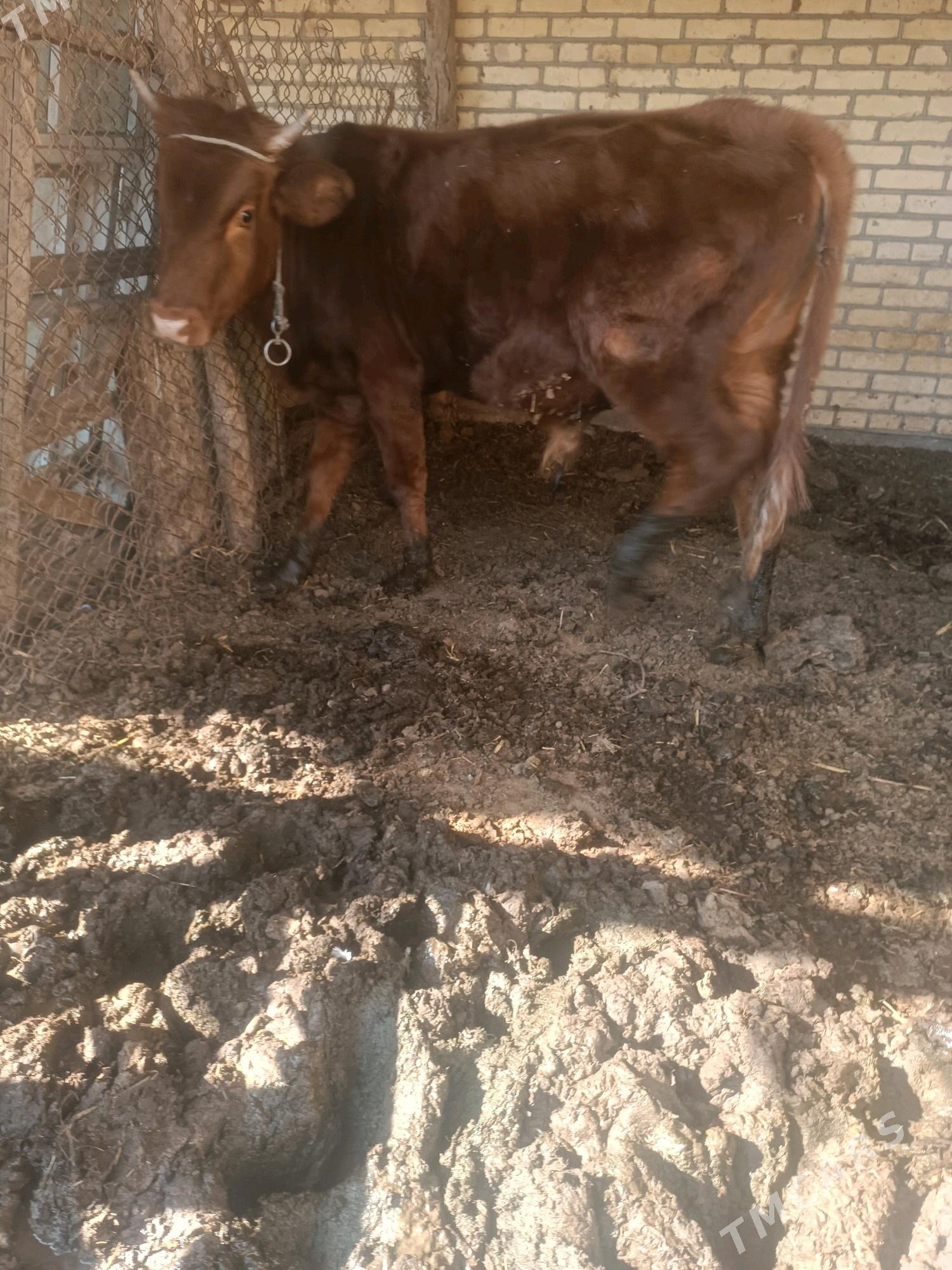 окуз - Чарджоу - img 3