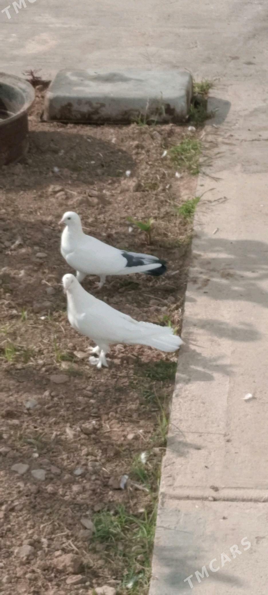 kepderi - Çoganly - img 2