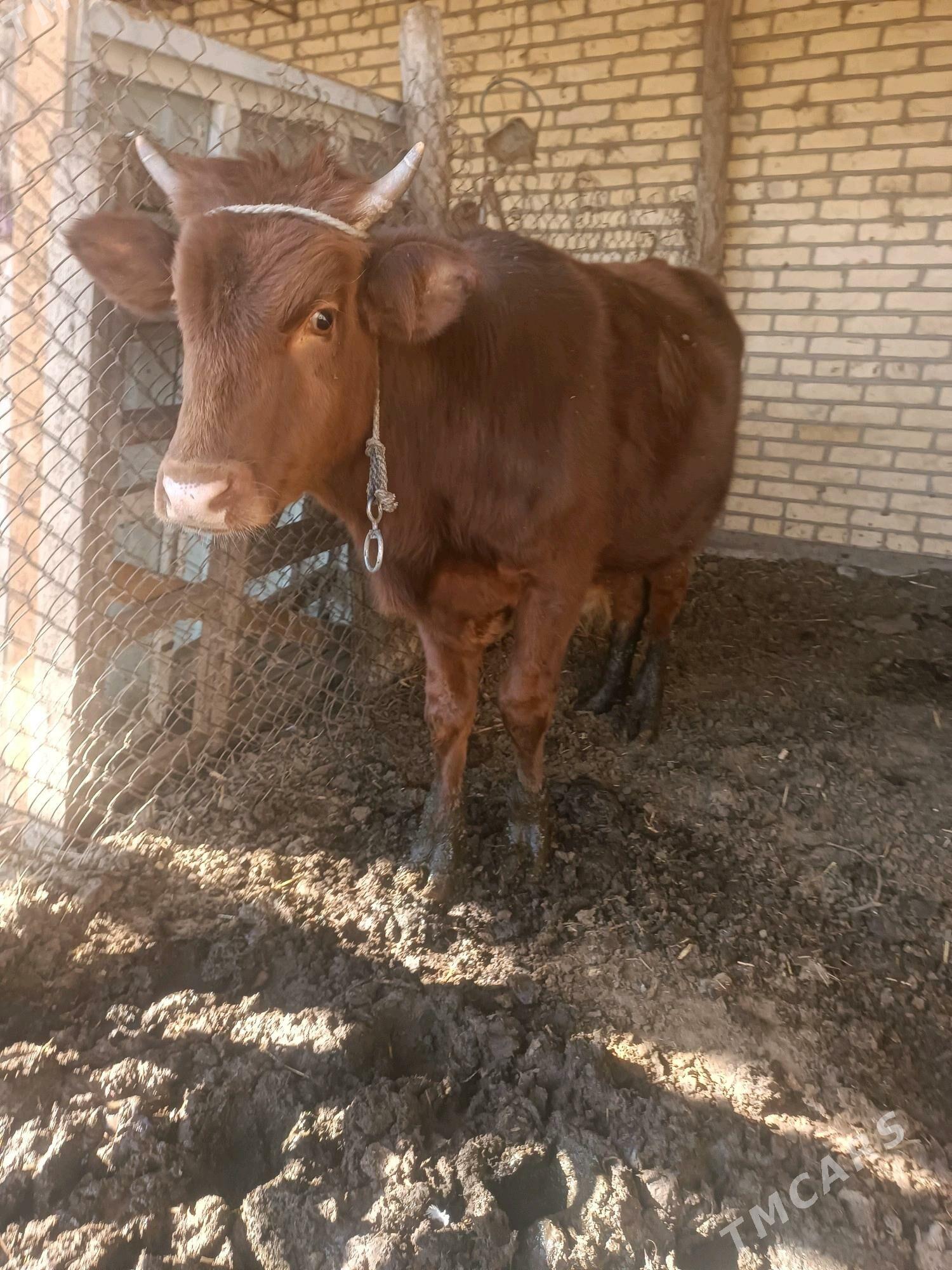 окуз - Чарджоу - img 1