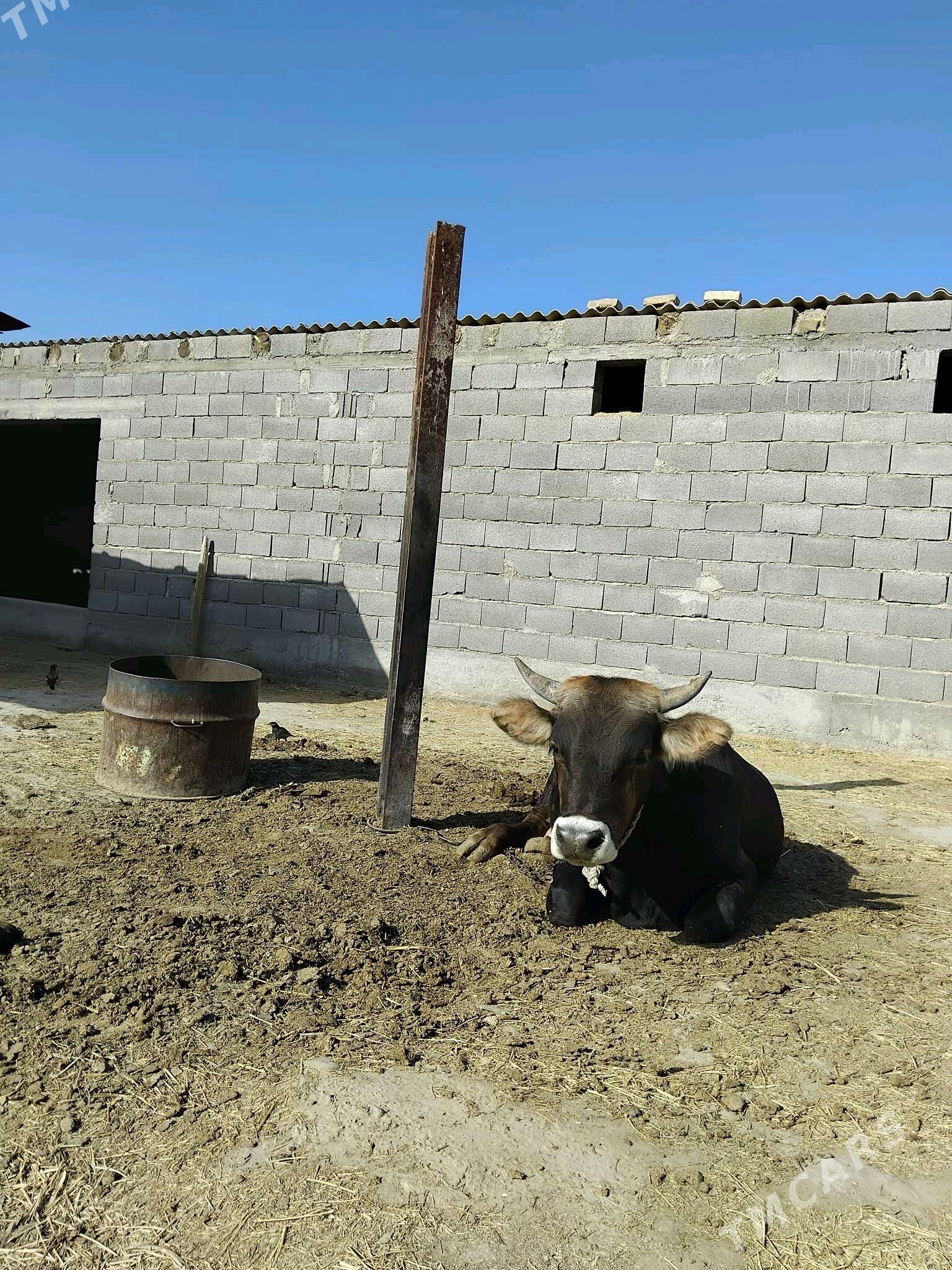 öküz - Бахарден - img 2