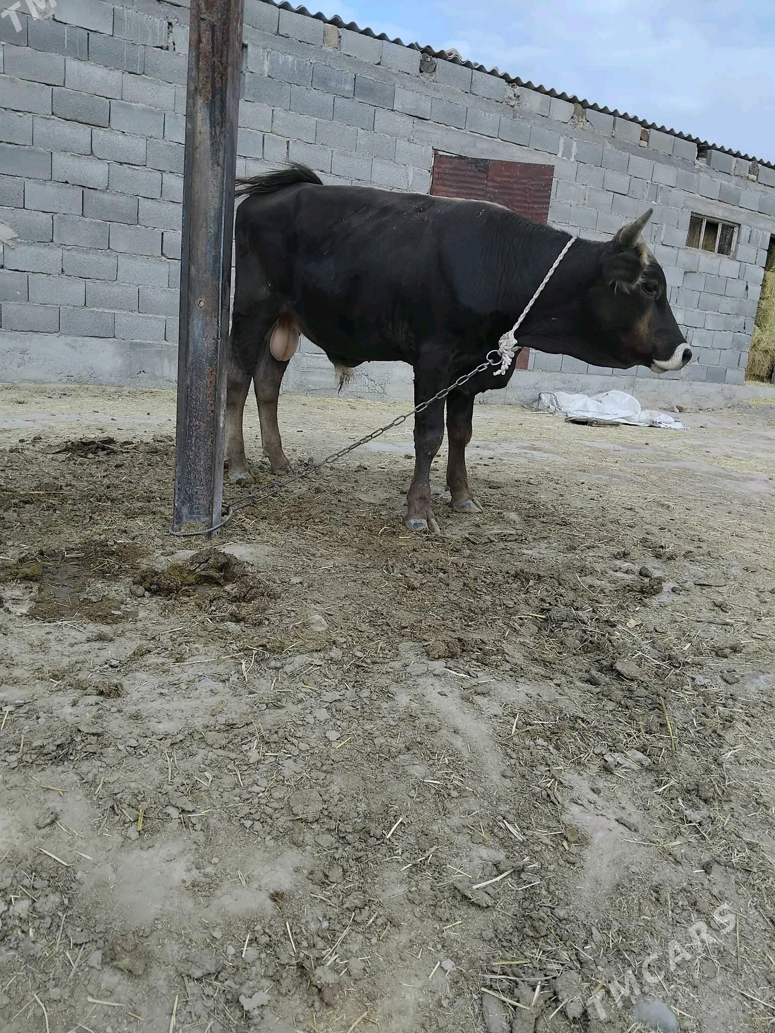 öküz - Бахарден - img 1