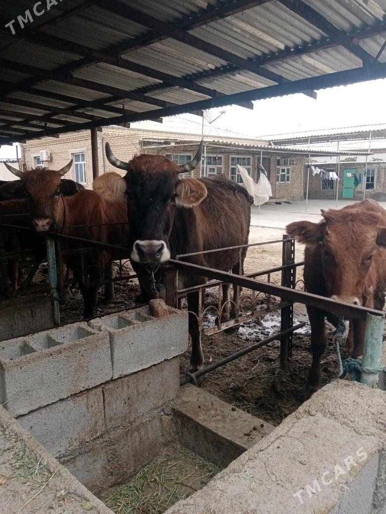 Sygyr - Бахарден - img 3