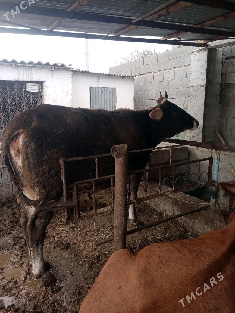 Sygyr - Бахарден - img 1