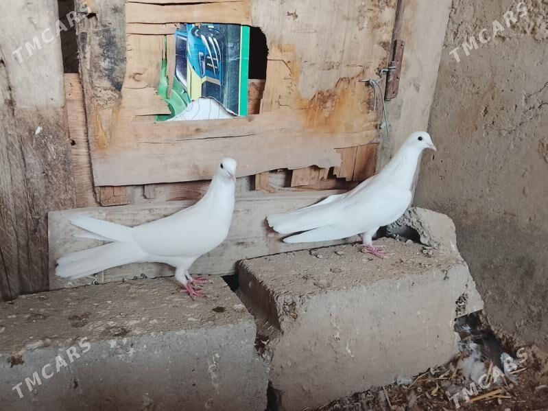 kepderi - Гызыларбат - img 2