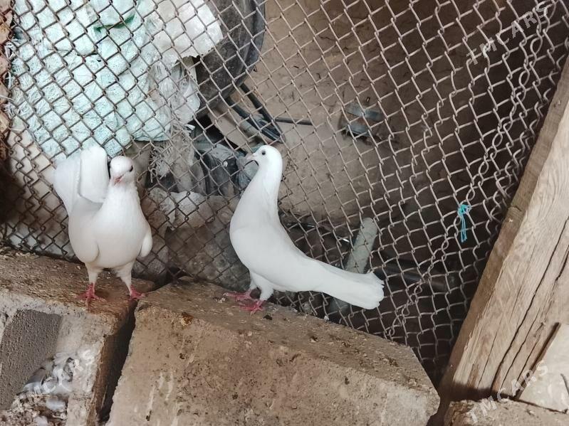 kepderi - Gyzylarbat - img 1