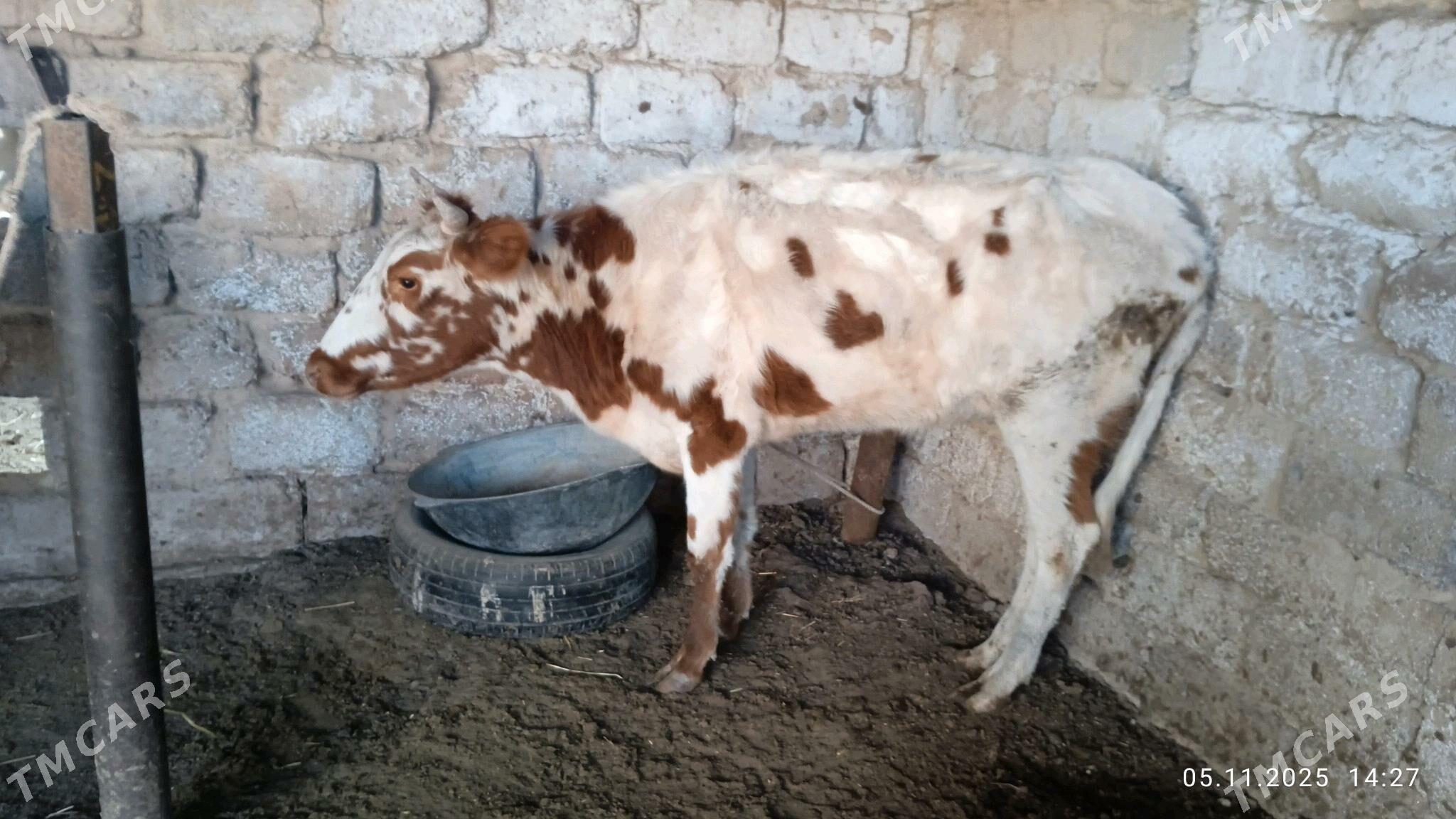 gysyrsygyr - Чоганлы - img 3