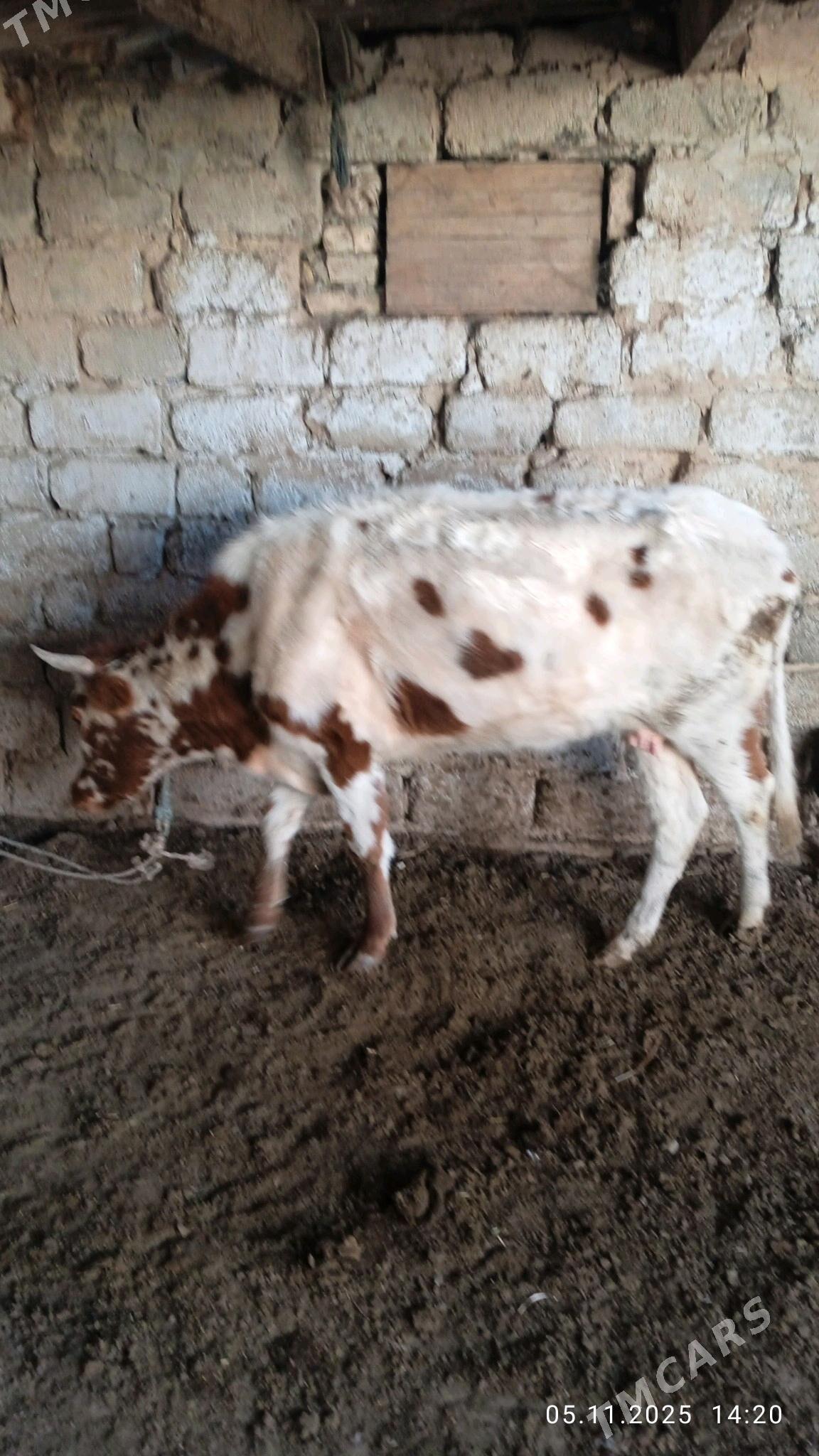 gysyrsygyr - Чоганлы - img 5