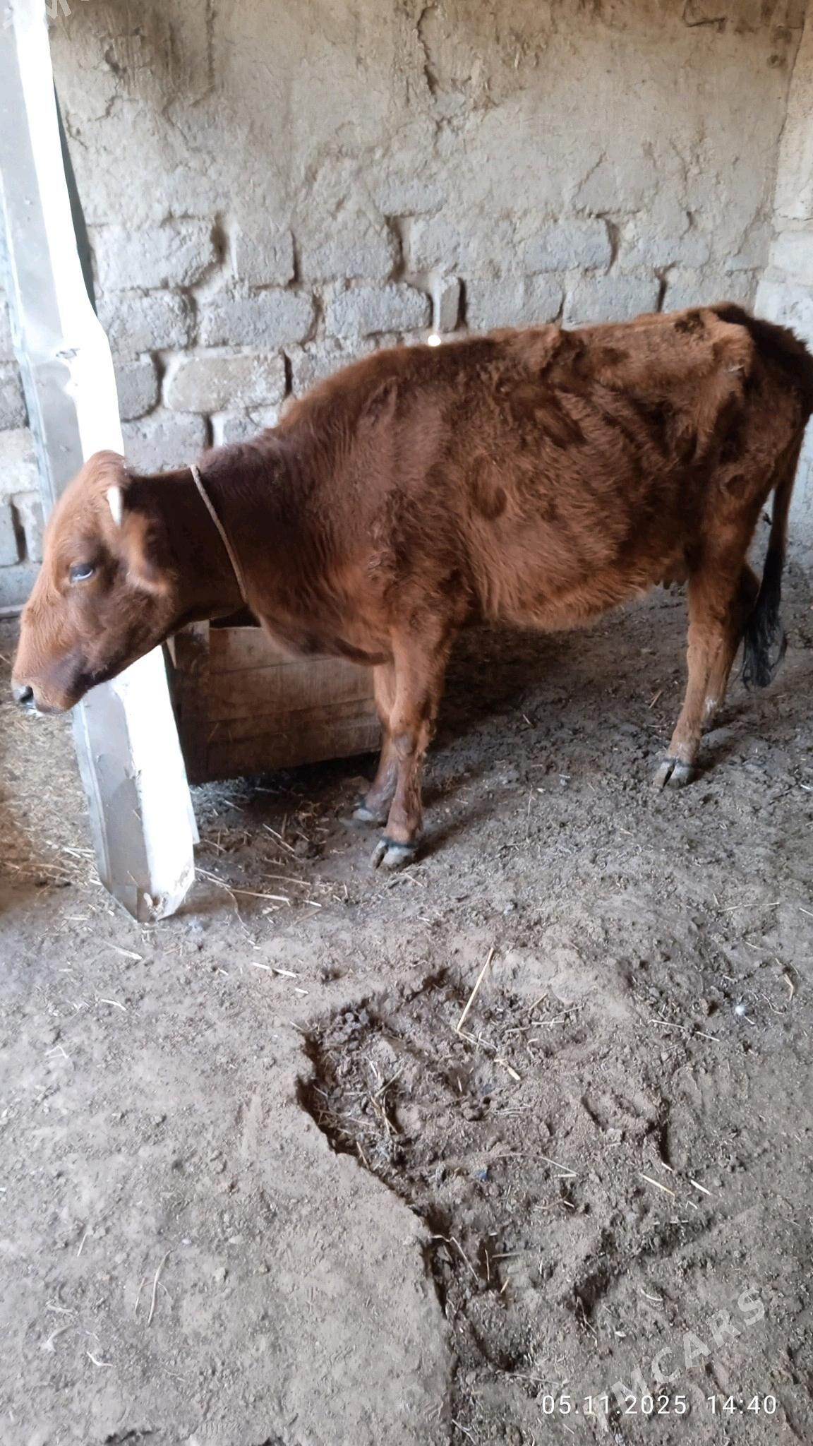 gysyrsygyr - Чоганлы - img 4