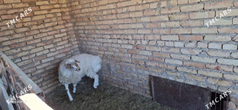 ak goyun - Туркменабат - img 4