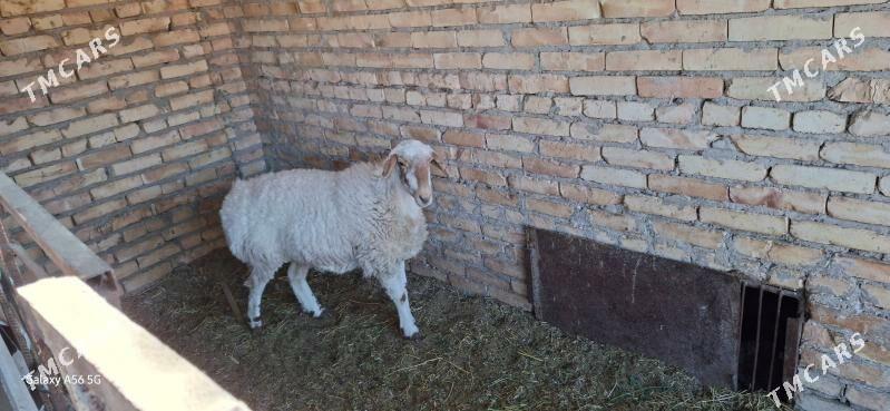 ak goyun - Туркменабат - img 3