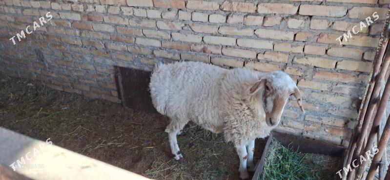 ak goyun - Туркменабат - img 2