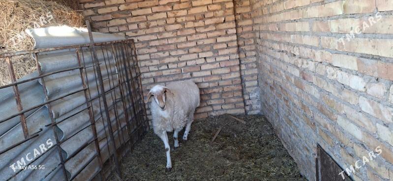 ak goyun - Туркменабат - img 5