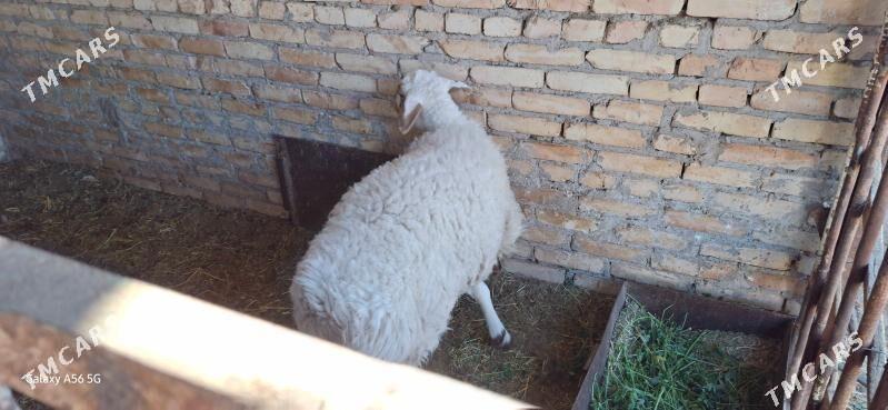 ak goyun - Туркменабат - img 1