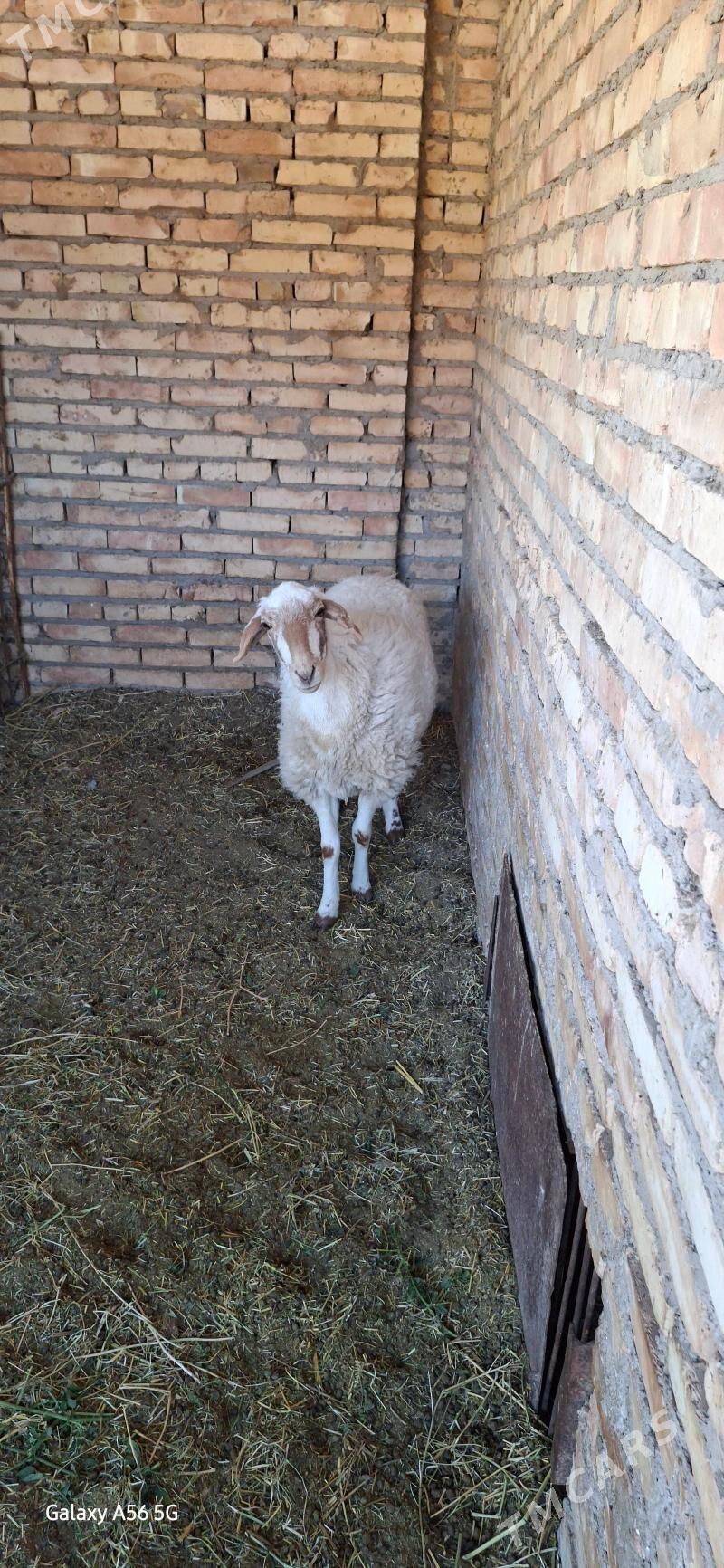 ak goyun - Туркменабат - img 6