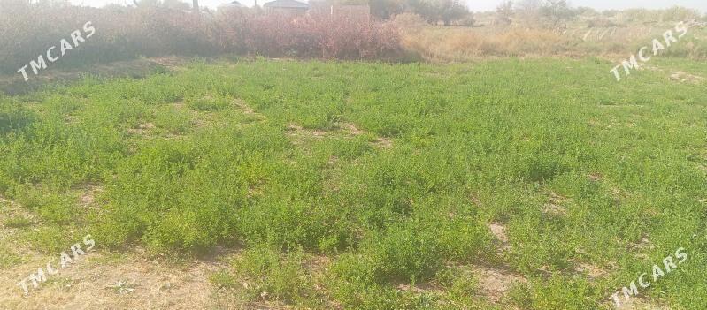 Satlyk  16 sotka  mellek - Мары - img 3