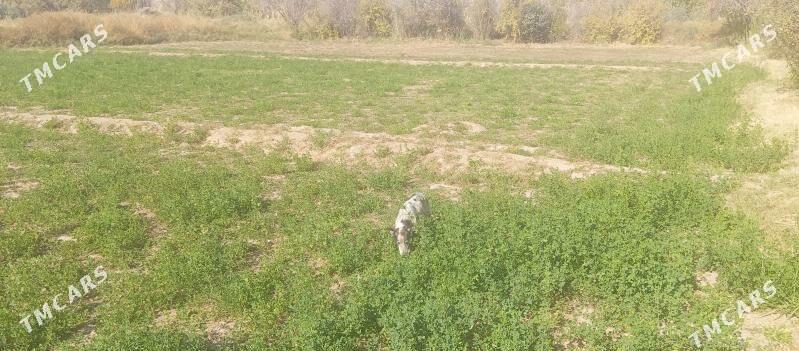 Satlyk 16 sotka mellek - Мары - img 1