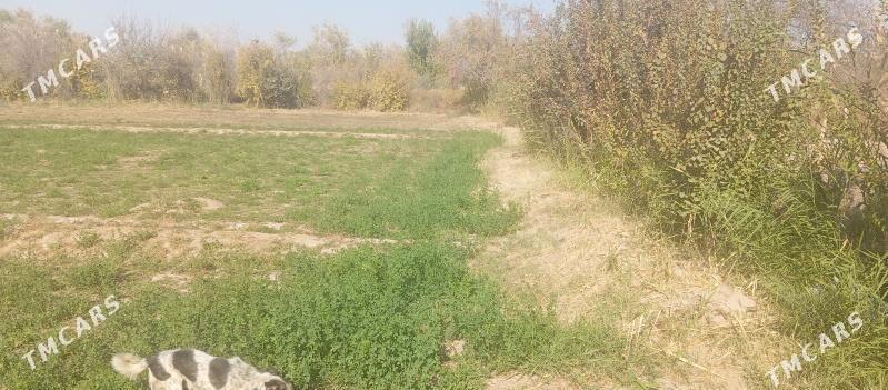 Satlyk  16 sotka  mellek - Мары - img 2