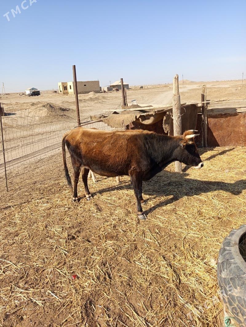 koleli sygyr - Esenguly - img 1